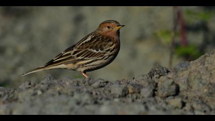 Kızılgerdanlı incirkuşu