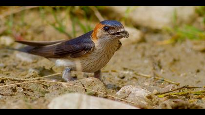 Kızıl kırlangıç