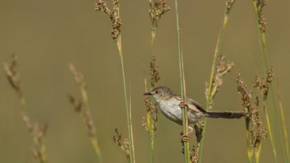 Dikkuyruklu ötleğen