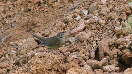 Ağaç kamışçını