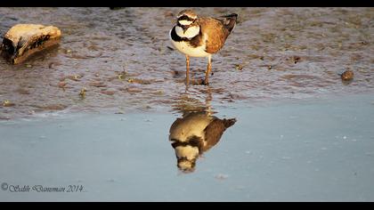 Halkalı küçük cılıbıt