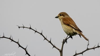 Kızılsırtlı örümcekkuşu