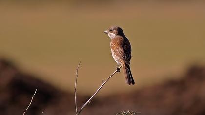 Kızılsırtlı örümcekkuşu