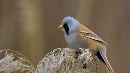 Bıyıklı baştankara