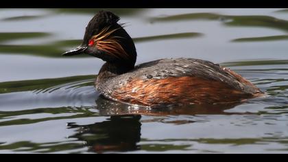 Karaboyunlu batağan