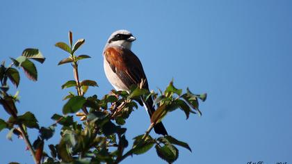 Kızılsırtlı örümcekkuşu