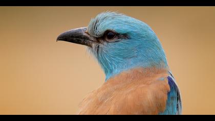 Gökkuzgun » European Roller » Coracias garrulus