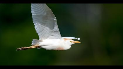 Sığır balıkçılı