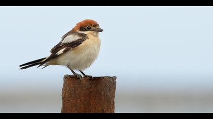 Kızılbaşlı örümcekkuşu