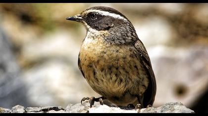 Sürmeli dağbülbülü