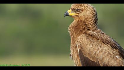 Küçük orman kartalı