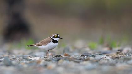 Halkalı küçük cılıbıt