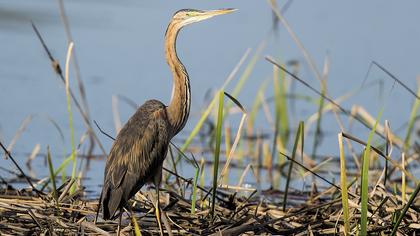 Erguvani balıkçıl