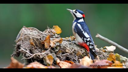 Orman alaca ağaçkakanı