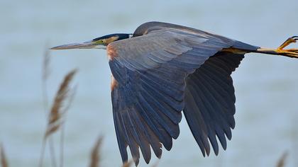 Erguvani balıkçıl