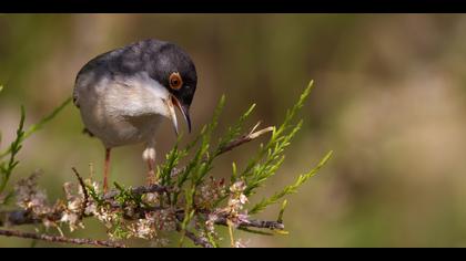Pembegöğüslü ötleğen