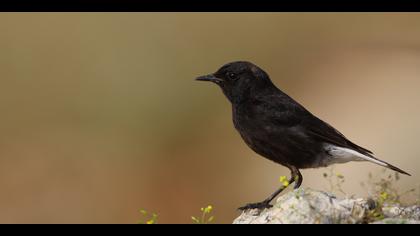 Karasırtlı kuyrukkakan