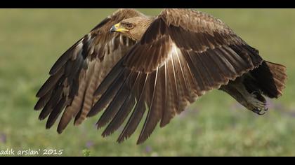 Küçük orman kartalı