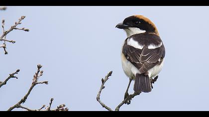 Kızılbaşlı örümcekkuşu
