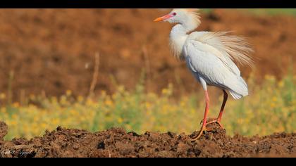 Sığır balıkçılı