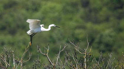 Küçük ak balıkçıl
