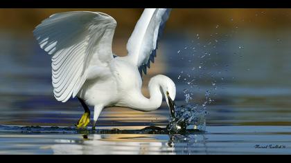 Küçük ak balıkçıl