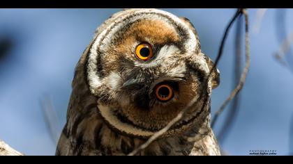 Kulaklı orman baykuşu