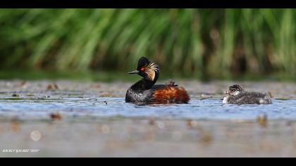 Karaboyunlu batağan