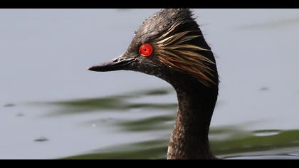 Karaboyunlu batağan