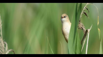 Bıyıklı baştankara