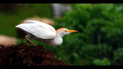 Sığır balıkçılı