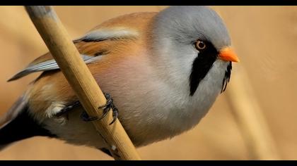 Bıyıklı baştankara