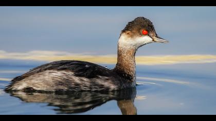 Karaboyunlu batağan