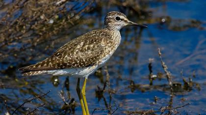 Orman düdükçünü