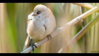 Bıyıklı baştankara