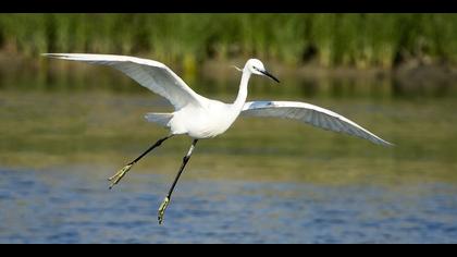 Küçük ak balıkçıl