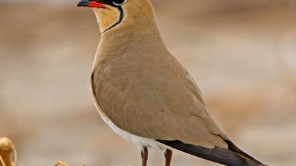 Bataklıkkırlangıcı
