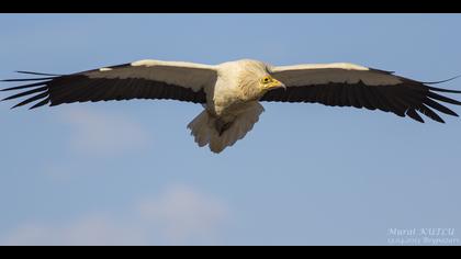 Küçük akbaba » Egyptian Vulture » Neophron percnopterus