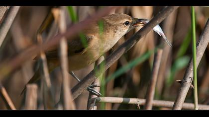 Büyük kamışçın