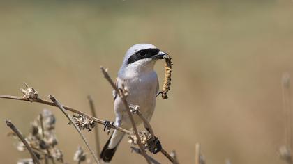 Kızılsırtlı örümcekkuşu
