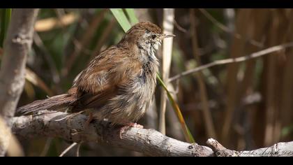 Kamışbülbülü