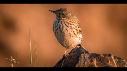 Kızılgerdanlı incirkuşu