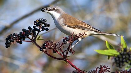 Akgerdanlı ötleğen