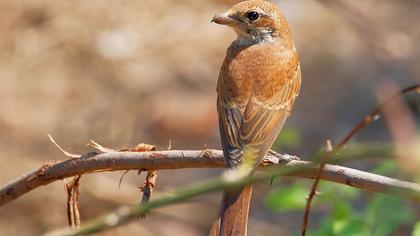 Kızılsırtlı örümcekkuşu