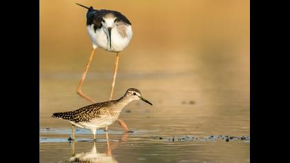 Orman düdükçünü