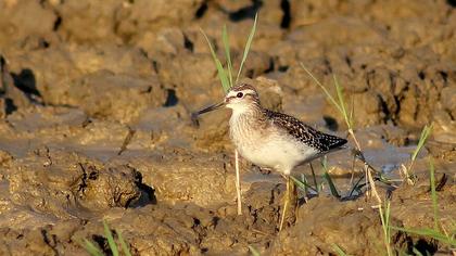 Orman düdükçünü