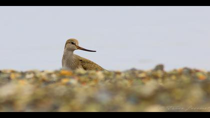 Terek düdükçünü