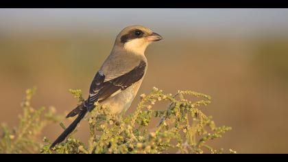 Karaalınlı örümcekkuşu