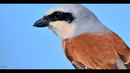 Kızılsırtlı örümcekkuşu