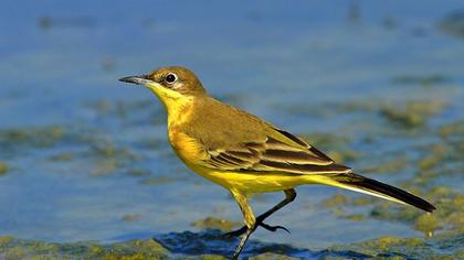 Sarı kuyruksallayan